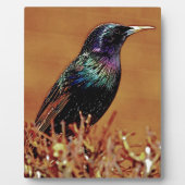 Starling Bird-Foto Fotoplatte (Vorderseite)