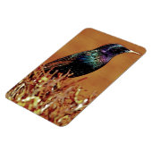 Starling Bird-Foto Magnet (Linke Seite)