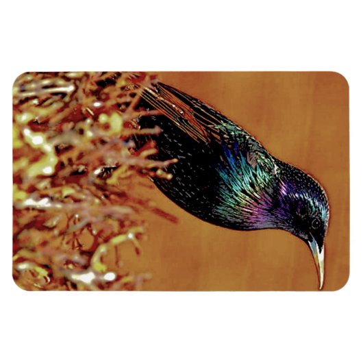 Starling Bird-Foto Magnet (Horizontal)