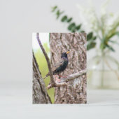 Starling Bird Foto Postkarte (Stehend Vorderseite)