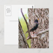Starling Bird Foto Postkarte (Vorne/Hinten)