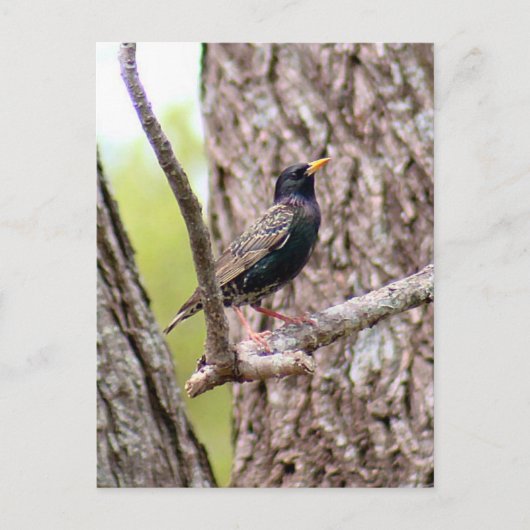 Starling Bird Foto Postkarte (Vorderseite)