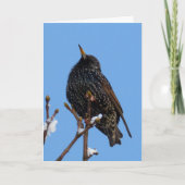 Starling bird karte (Vorderseite)