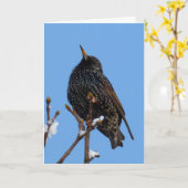 Starling bird karte (Gelbe Blume)