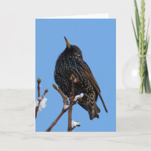 Starling bird karte