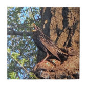 Starling Bird Keramik Tile Fliese (Vorderseite)