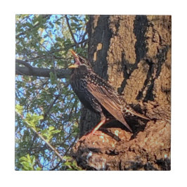 Starling Bird Keramik Tile Fliese