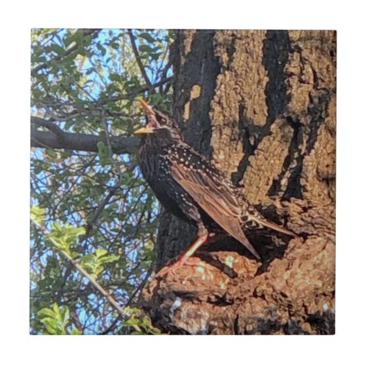 Starling Bird Keramik Tile Fliese (Vorderseite)