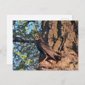 Starling Bird Postcard Postkarte (Vorne/Hinten)
