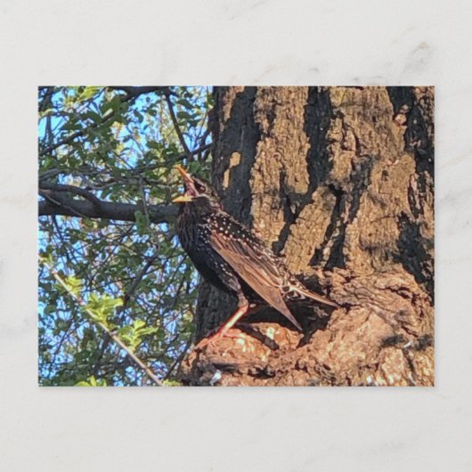 Starling Bird Postcard Postkarte (Vorderseite)