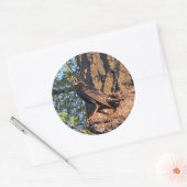 Starling Bird Stickers (Umschlag)