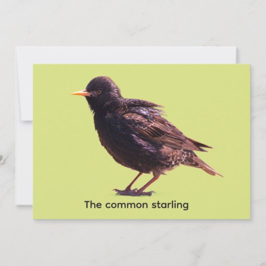 Starling einladung (Vorderseite)