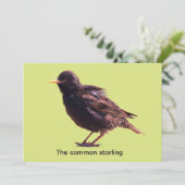 Starling einladung (Stehend Vorderseite)