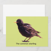 Starling einladung (Vorne/Hinten)