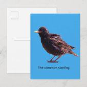 Starling einladungspostkarte (Vorne/Hinten)