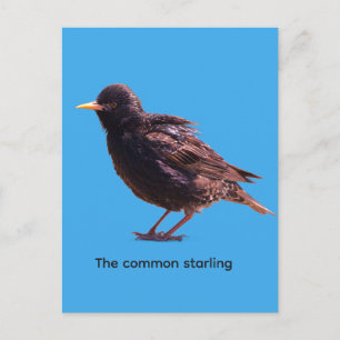 Starling einladungspostkarte
