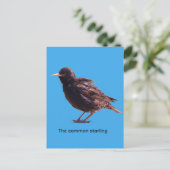 Starling einladungspostkarte (Stehend Vorderseite)