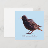 Starling  feiertagskarte (Vorne/Hinten)