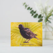 Starling  feiertagspostkarte (Stehend Vorderseite)