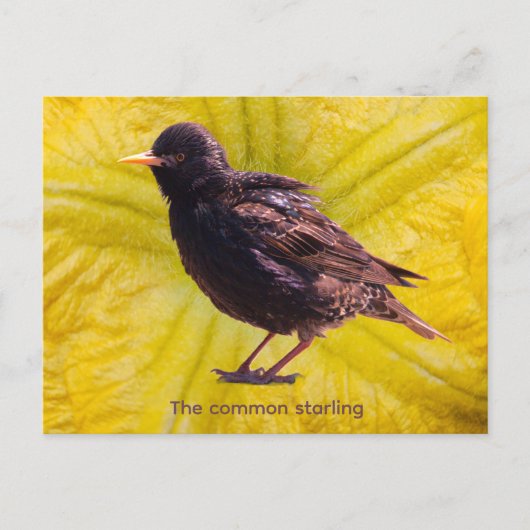 Starling  feiertagspostkarte (Vorderseite)