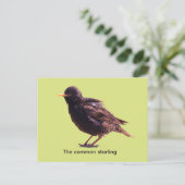 Starling  feiertagspostkarte (Stehend Vorderseite)