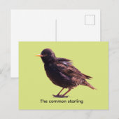 Starling  feiertagspostkarte (Vorne/Hinten)
