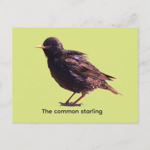 Starling feiertagspostkarte