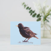 Starling  feiertagspostkarte (Stehend Vorderseite)