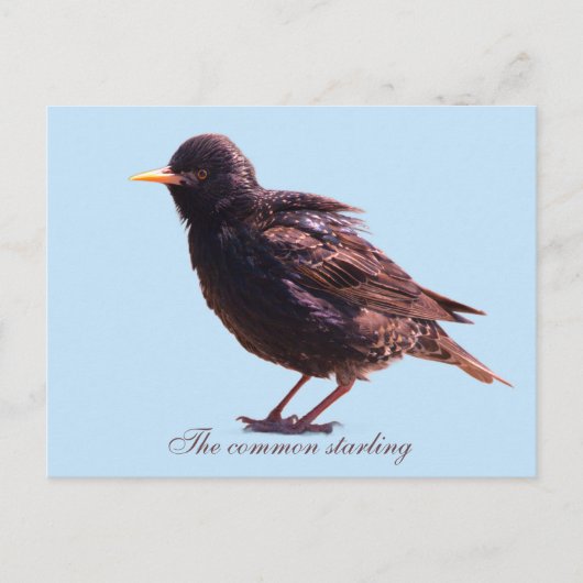 Starling  feiertagspostkarte (Vorderseite)