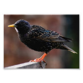 Starling Fotodruck (Vorne)
