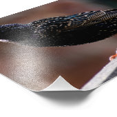 Starling Fotodruck (Ecke)