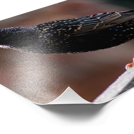 Starling Fotodruck (Ecke)