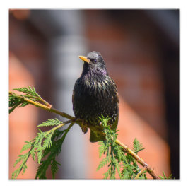 Starling Fotodruck