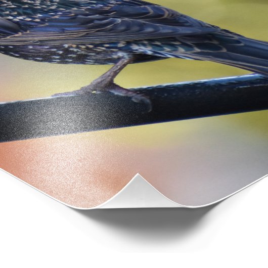 Starling Fotodruck (Ecke)