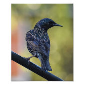 Starling Fotodruck (Vorne)