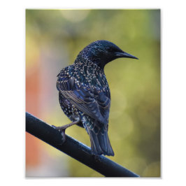 Starling Fotodruck