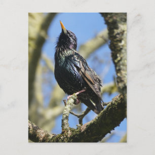 Starling in der Sun DIY Postkarte