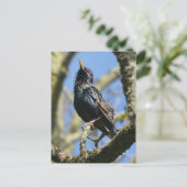 Starling in der Sun DIY Postkarte (Stehend Vorderseite)