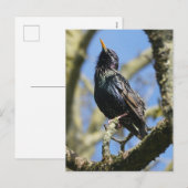 Starling in der Sun DIY Postkarte (Vorne/Hinten)