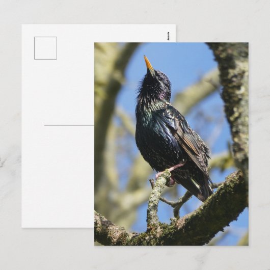 Starling in der Sun DIY Postkarte (Vorne/Hinten)
