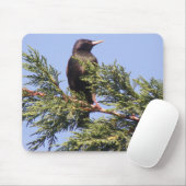 Starling in einer Spruce Tree Mousepad (Mit Mouse)