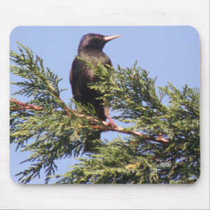 Starling in einer Spruce Tree Mousepad