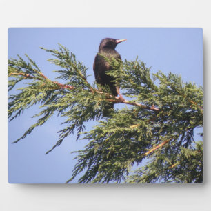 Starling in einer Spruce Tree Plaque Fotoplatte