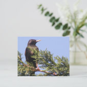 Starling in einer Spruce Tree Postkarte (Stehend Vorderseite)