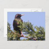 Starling in einer Spruce Tree Postkarte (Vorne/Hinten)