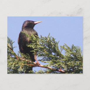 Starling in einer Spruce Tree Postkarte