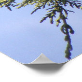 Starling in einer Spruce Tree Print Poster (Ecke)