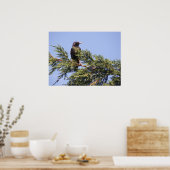 Starling in einer Spruce Tree Print Poster (Küche)