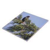 Starling in einer Spruce Tree Tile Fliese (Seite)