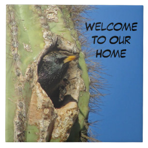 Starling in Saguaro Cactus Foto Southwest Bird Fliese